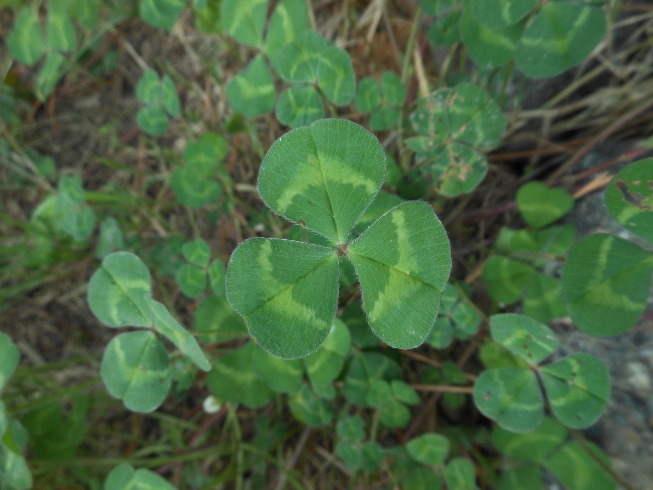 Trifolium subterraneum subsp. oxaloides / Trifoglio simile all''acetosella